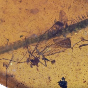 Diplopoda (Millipede) with Nematocera, Fossil insect inclusion in Burmese Amber