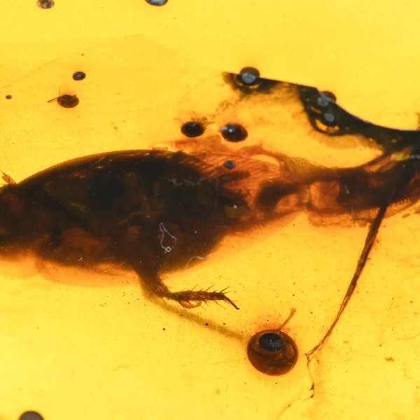 SUPER RARE! Cockroach Laying Egg Sac, Fossil inclusion in Burmese Amber