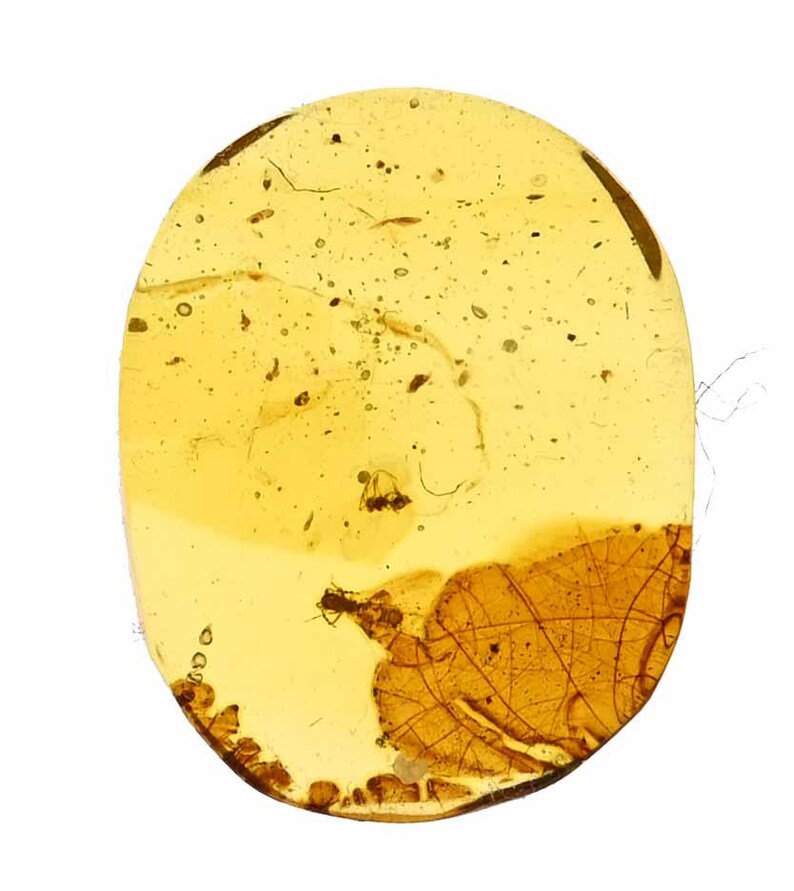 RARE Zoraptera (angel Insect), Fossil Inclusion in Burmese Amber - Etsy
