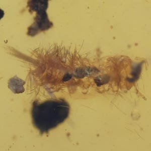 Polyxenidae (Soft Millipede), Fossil insect inclusion in Burmese Amber