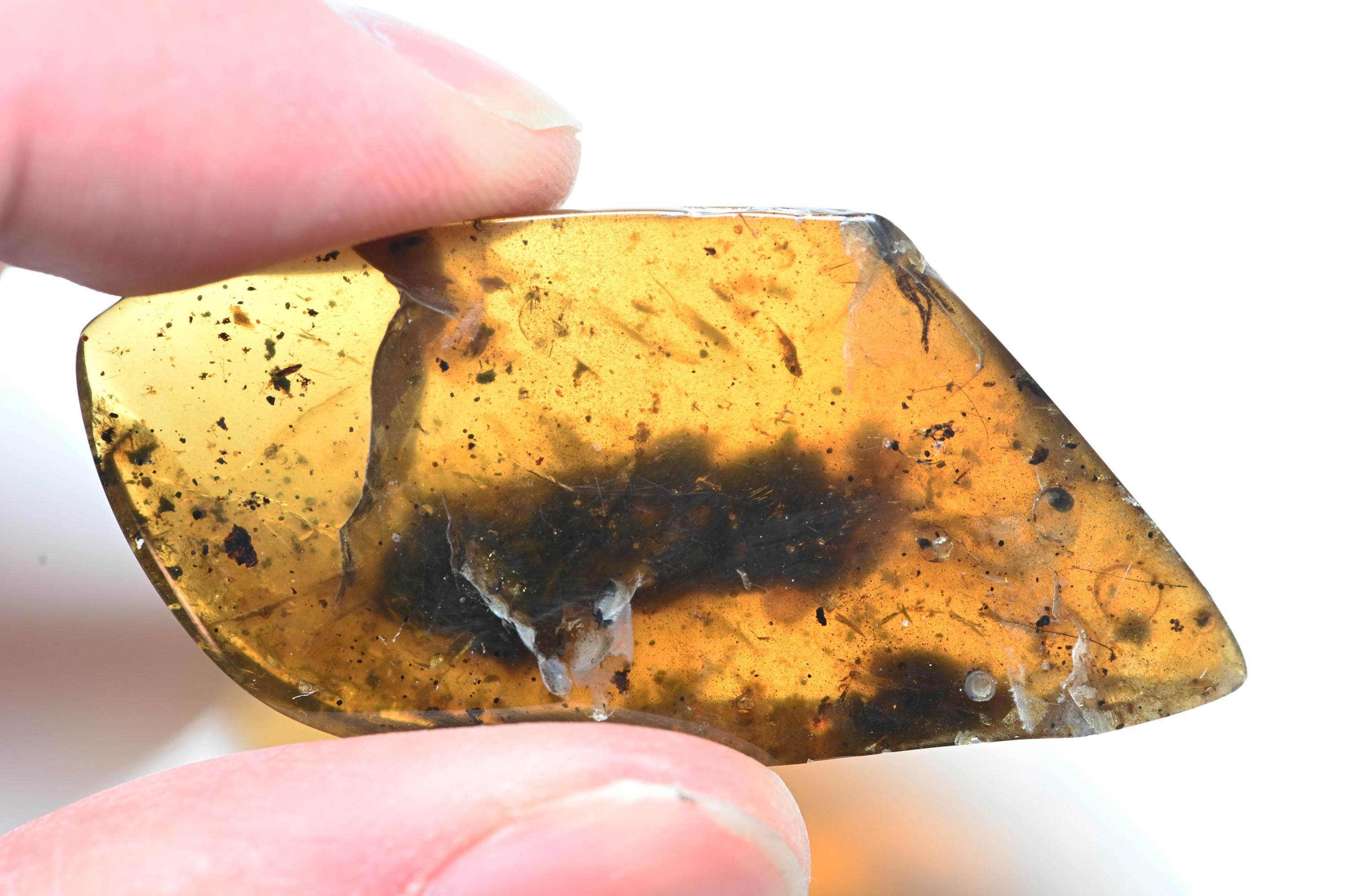 ビルマ産琥珀に含まれる珍しいトカゲの足の化石 - Etsy 日本