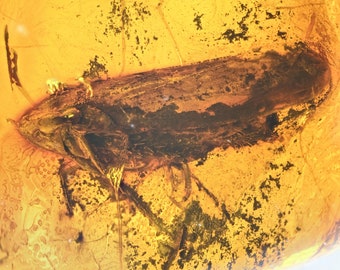 Cicadoidea (cigale) détaillée, inclusion de fossile dans l'ambre de la Baltique