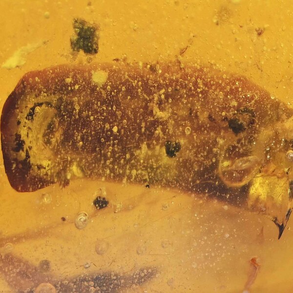 Blattodea (Cockroach) egg sac, Fossil Inclusion in Burmese Amber