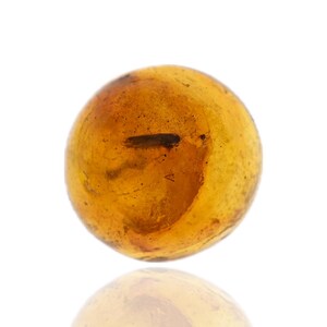Fossil insect inclusion in Baltic Amber