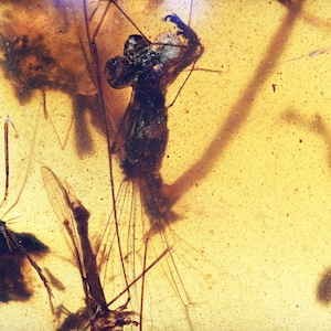 RARE Large Zygoptera (Damselfly), Fossil inclusion in Burmese Amber