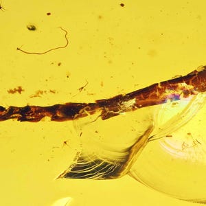Ungewöhnliche große Insektenklaue, Fossiler Einschluss in burmesischem Bernstein