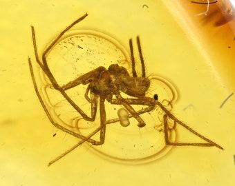 Araneae détaillée : Araneida (araignée), inclusion fossile dans l'ambre de la Baltique