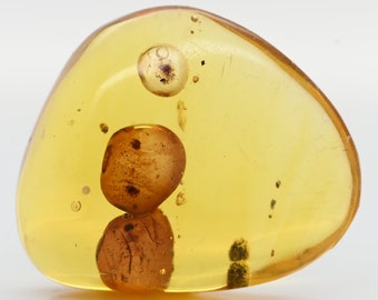 Rare Movable Enhydro Water Bubble, Fossil Inclusion in Dominican Amber