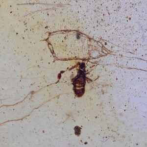 Insect with spider webbing, Fossil insect inclusion in Burmese Amber