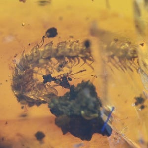 Diplopoda (Millipede), Fossil insect inclusion in Burmese Amber