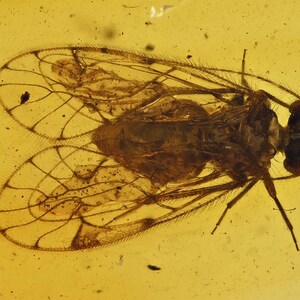 Puede incluir: Un pequeño insecto con alas delicadas y translúcidas que presentan un patrón de venas detallado, preservado dentro de una pieza de ámbar de color amarillo dorado liso. El insecto tiene un cuerpo marrón oscuro, antenas y ojos compuestos.