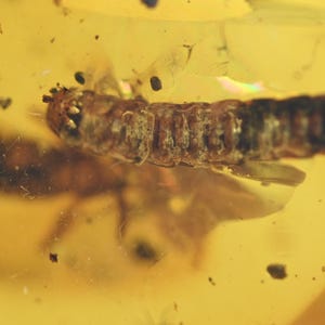 Earwig with Beetle Larva, Fossil insect inclusion in Burmese Amber