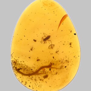 Puede incluir: Una pieza de ámbar de color amarillo dorado translúcido con forma ovalada que contiene varios insectos prehistóricos preservados y una pequeña ramita. La resina fosilizada muestra varias inclusiones oscuras, incluido un insecto con patas largas.