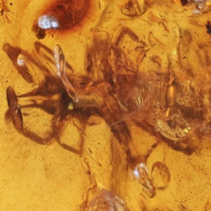 Solifugae (araña camello) rara, inclusión fósil en ámbar birmano
