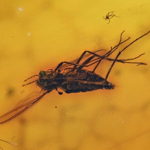 Detailed Ceratopogonidae Biting Midge, Fossil Inclusion in Baltic Amber image 2