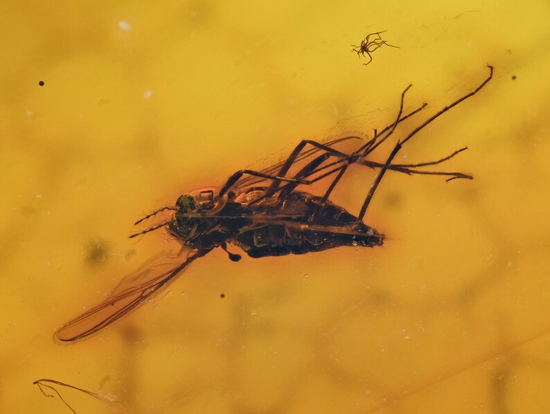 Detailed Ceratopogonidae Biting Midge, Fossil Inclusion in Baltic Amber image 2