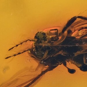 Detailed Ceratopogonidae Biting Midge, Fossil Inclusion in Baltic Amber image 1