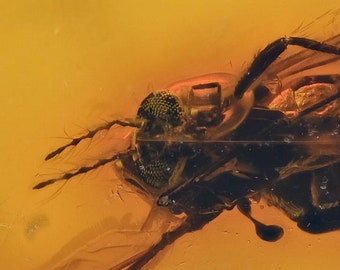 Detailed Ceratopogonidae (Biting Midge), Fossil Inclusion in Baltic Amber
