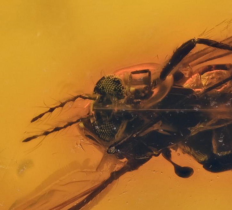 Detailed Ceratopogonidae Biting Midge, Fossil Inclusion in Baltic Amber image 1