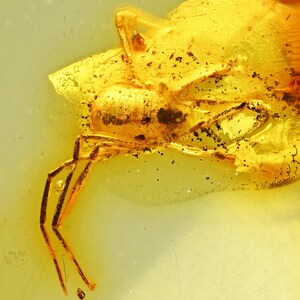 Super Detail! Opilione (Harvestman - Daddly Longlegs) in Baltic Amber