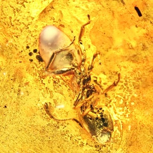 Detailed Aculeata, Formicidae (Ant), Fossil Inclusion in Baltic Amber