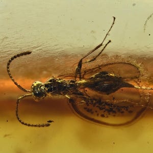 Detailed Apocrita (Narrow Waisted Wasp), Fossil insect inclusion in Baltic Amber
