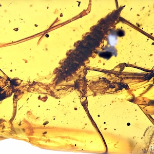 Schaarse phasmatodea (wandelstok), fossiele toevoeging in Birmese barnsteen