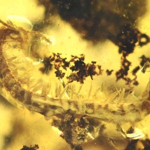 Detailed Diplopoda (Millipede), Fossil inclusion in Burmese Amber