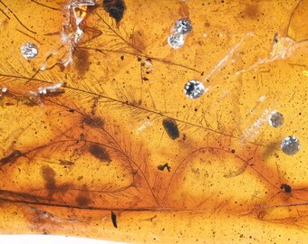 Rare Aves Bird Feather, Fossil inclusion in Burmese Amber