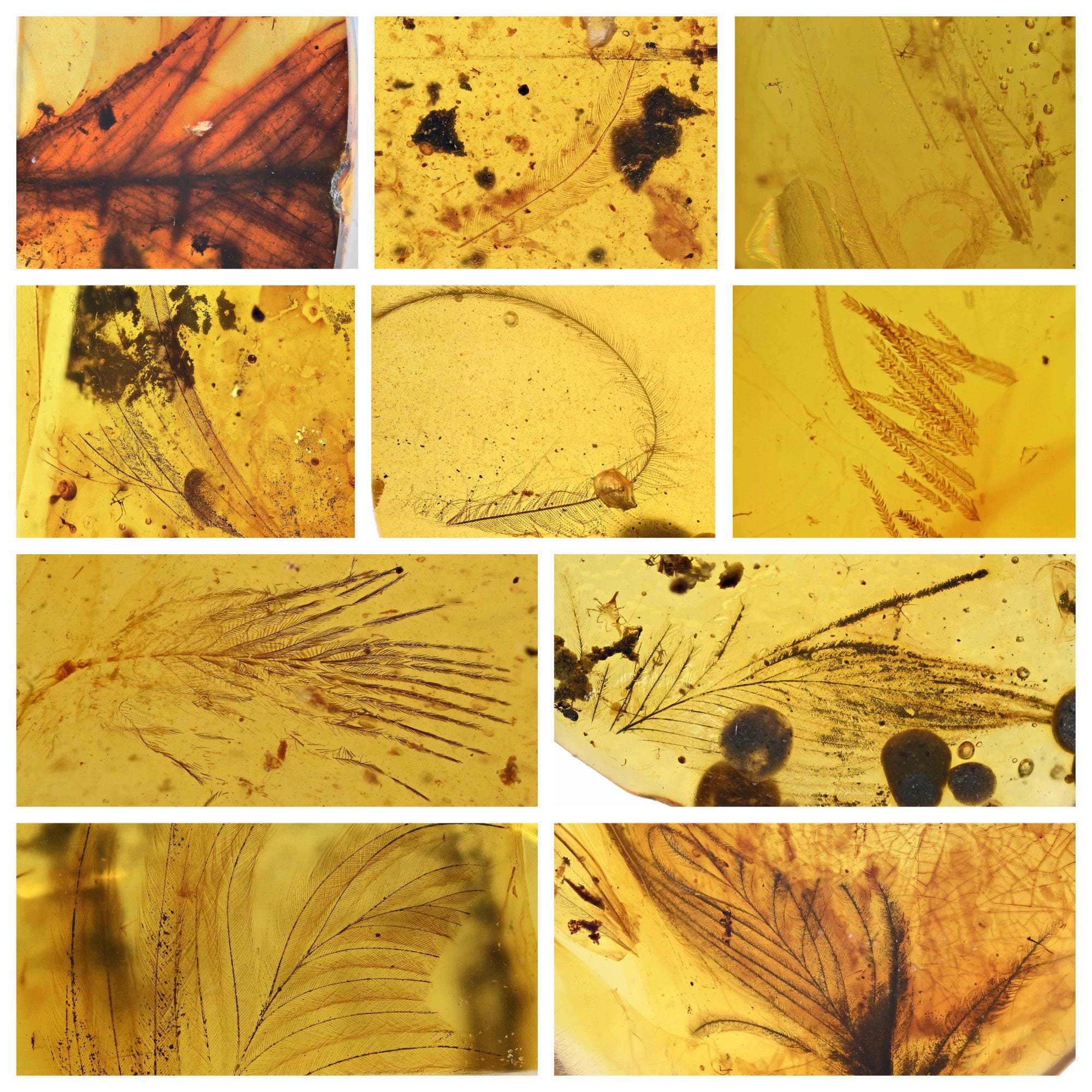 ビルマ産琥珀10個セット、すべて希少な羽毛化石を内包 - Etsy 日本