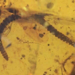 Detailed Diplopoda (Millipede), Fossil insect inclusion in Burmese Amber