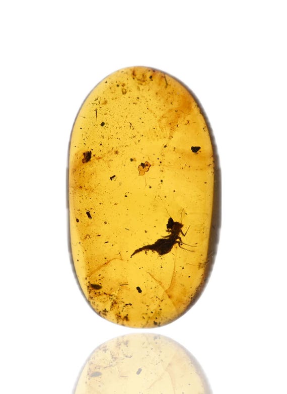 Super Rare Dragonfly Larvae, Fossil Insect Inclusion in Burmese