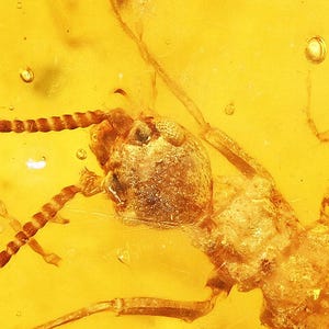 Schaarse phasmatodea (wandelstok), toevoeging van fossielen in Birmese amber