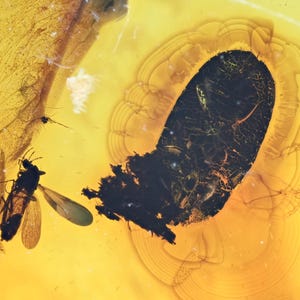 Beetle with Nematocera, Fossil insect inclusion in Baltic Amber