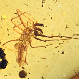 Rare Archaeidae (Assassin Spider), Fossil inclusion in Burmese Amber