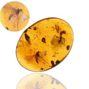Brachycera (Fly), Fossil insect inclusion in Burmese Amber