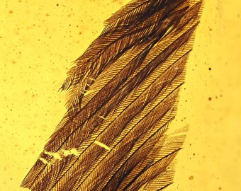Rare Aves Bird Feather, Fossil inclusion in Burmese Amber