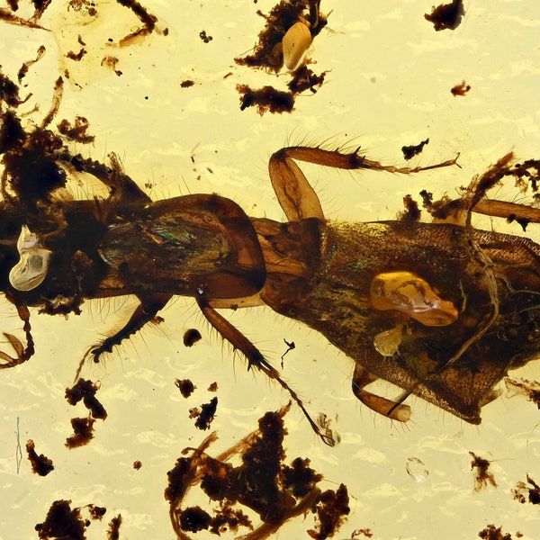 Detailed Passalopalpidae (Scarab Beetle), Fossil Inclusion in Burmese Amber