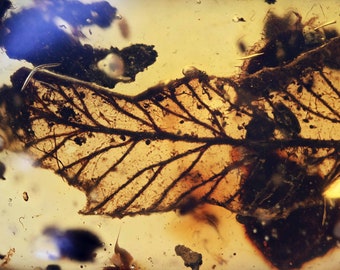 Detailed Leaf with veins, Fossil Inclusion in Burmese Amber
