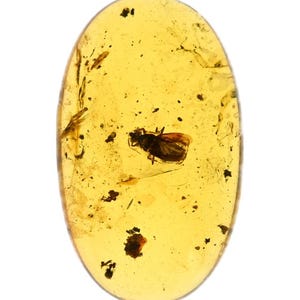 Hemiptera (True Bug), Fossil insect inclusion in Burmese Amber