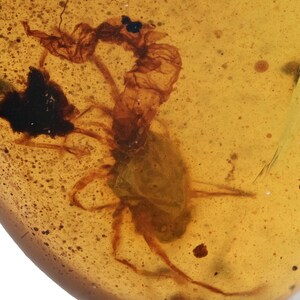 Erythraeidae (Velvet Mite) feeding, Fossil insect inclusion in Burmese Amber