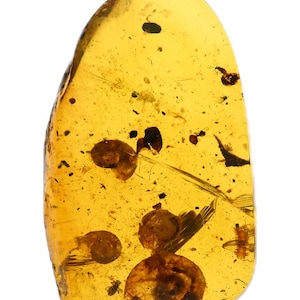 Four Snails, one with Caeculidae mite, Fossil insect inclusion in Burmese Amber