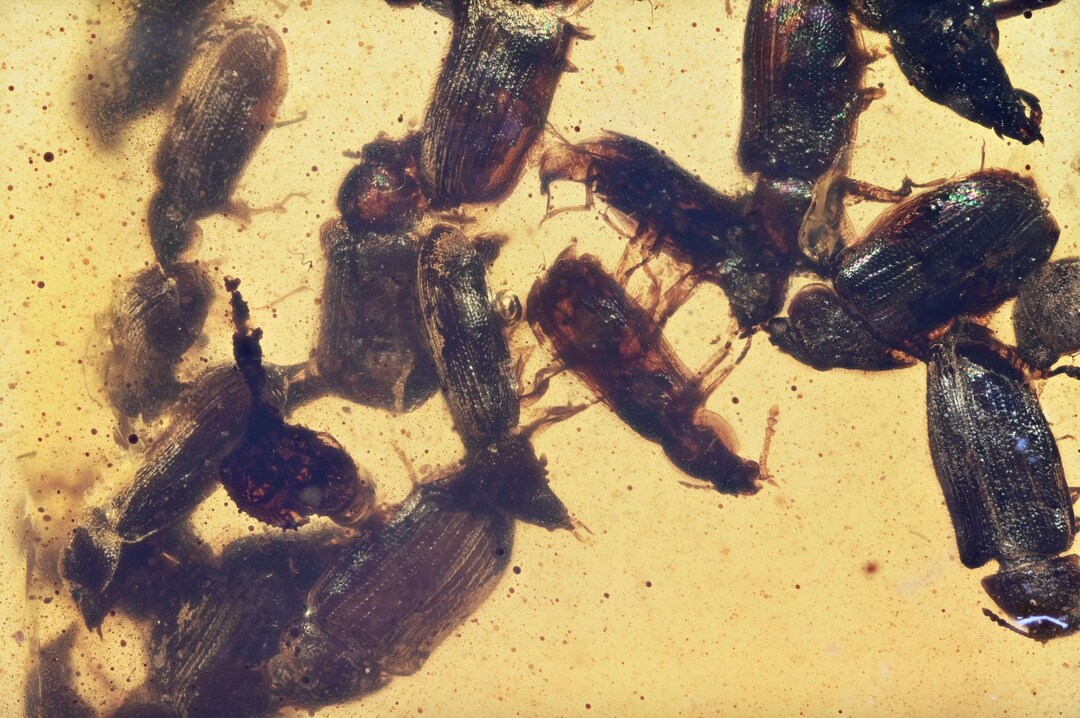 Rare Swarm of Coleoptera (beetles), Fossil Insect Inclusion in Burmese ...