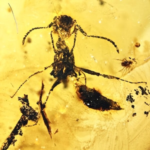 Aculeata, Formicidae (Ant), Fossil Insect Inclusion in Baltic Amber