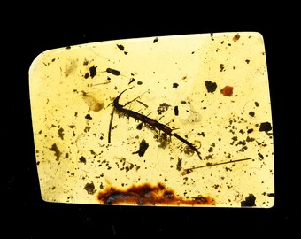 Grosse patte de cafard, inclusion d'insectes fossiles dans de l'ambre birman