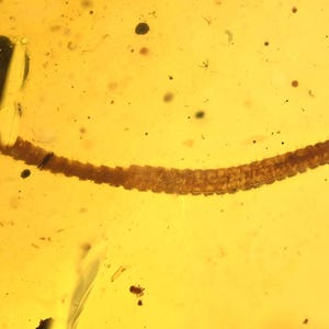 Detailed Diplopoda (Millipede), Fossil inclusion in Burmese Amber