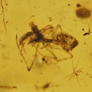 Rare Archaeidae (Assassin Spider), Fossil insect inclusion in Burmese Amber