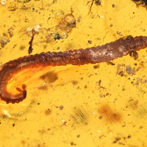 Detailed Diplopoda (Millipede), Fossil inclusion in Burmese Amber