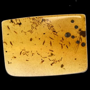 Enjambre de tisanópteros (trips), inclusión de insectos fósiles en ámbar birmano