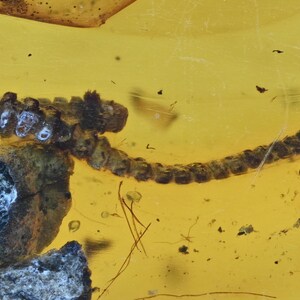 Diplopoda (Millipede), Fossil insect inclusion in Burmese Amber